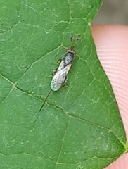 Torymidae