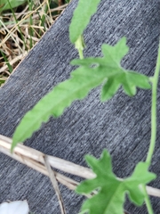 Convolvulus equitans