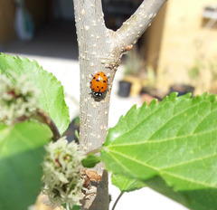 Hippodamia convergens