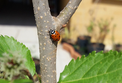 Hippodamia convergens