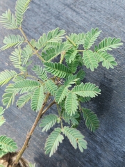 Desmanthus velutinus