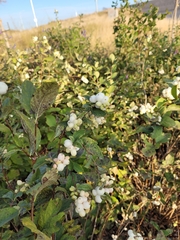 Symphoricarpos
