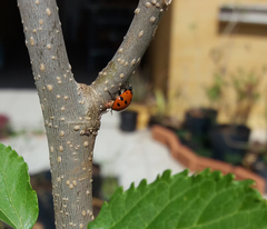 Hippodamia convergens