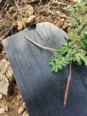 Desmanthus velutinus