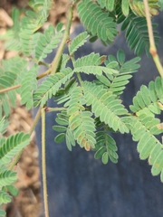 Desmanthus velutinus