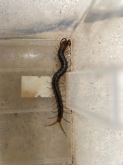 Cormocephalus
