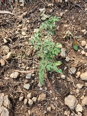 Desmanthus velutinus