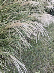 Miscanthus