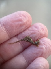 Hippocampus zosterae