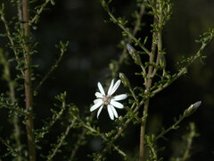 Olearia microphylla