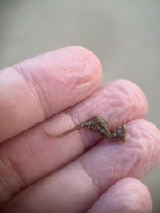 Hippocampus zosterae