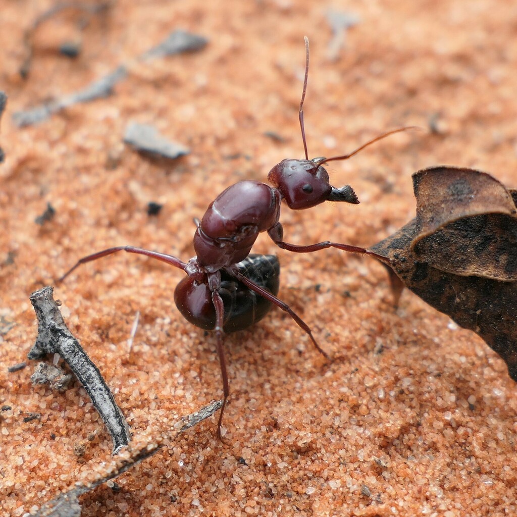 Solid Ant Camponotus aurocinctus from Unincorp. Riverland, AU-SA, AU on October 3 ...