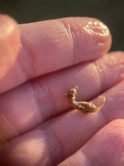 Hippocampus zosterae