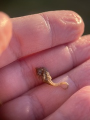 Hippocampus zosterae