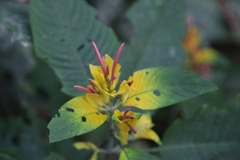 Pachystachys spicata