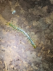 Hemiscolopendra marginata