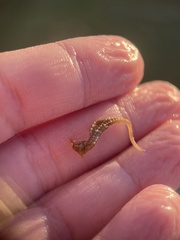 Hippocampus zosterae