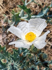 Argemone albiflora
