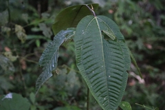 Pachystachys spicata