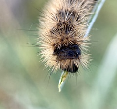 Phragmatobia
