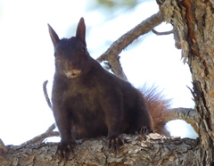 Sciurus aberti