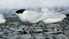 Sterna striata striata