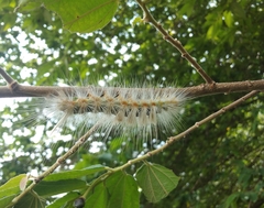 Cricula trifenestrata