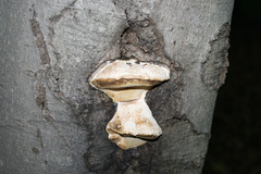 Trametes suaveolens