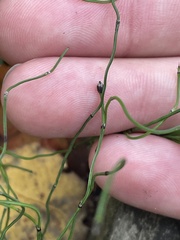 Equisetum scirpoides