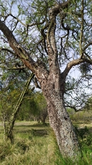 Geoffroea decorticans