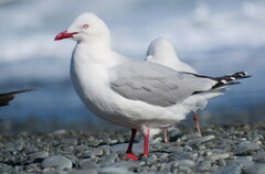 Chroicocephalus novaehollandiae scopulinus