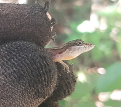 Anolis rodriguezii