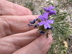 Verbena pulchella