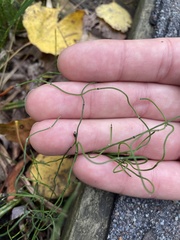 Equisetum scirpoides