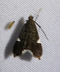 Pyraloidea
