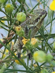 Campylacantha olivacea