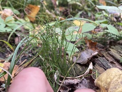 Equisetum scirpoides