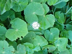 Hydrocotyle leucocephala