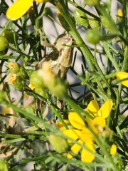 Campylacantha olivacea