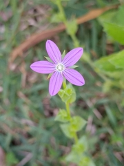Triodanis