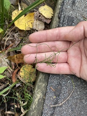 Equisetum scirpoides