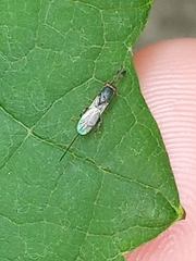 Torymidae
