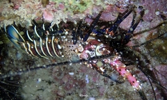 Panulirus marginatus