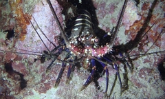 Panulirus marginatus