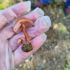 Laccaria laccata