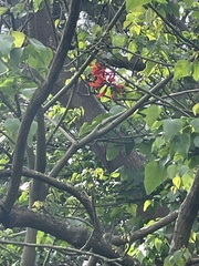 Erythrina crista-galli