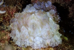 Dendrodoris tuberculosa