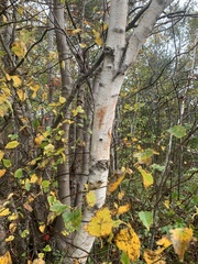 Betula papyrifera