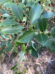Ilex coriacea