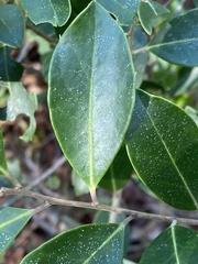 Ilex coriacea